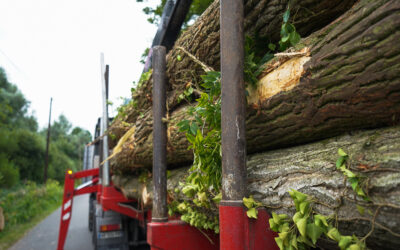 Votre entreprise d’abattage d’arbres à Arras