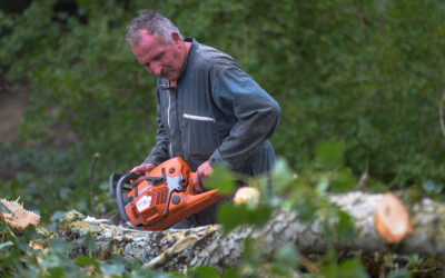 Pourquoi faire appel à un expert pour l’abattage d’arbre fragilisé à Arras ?